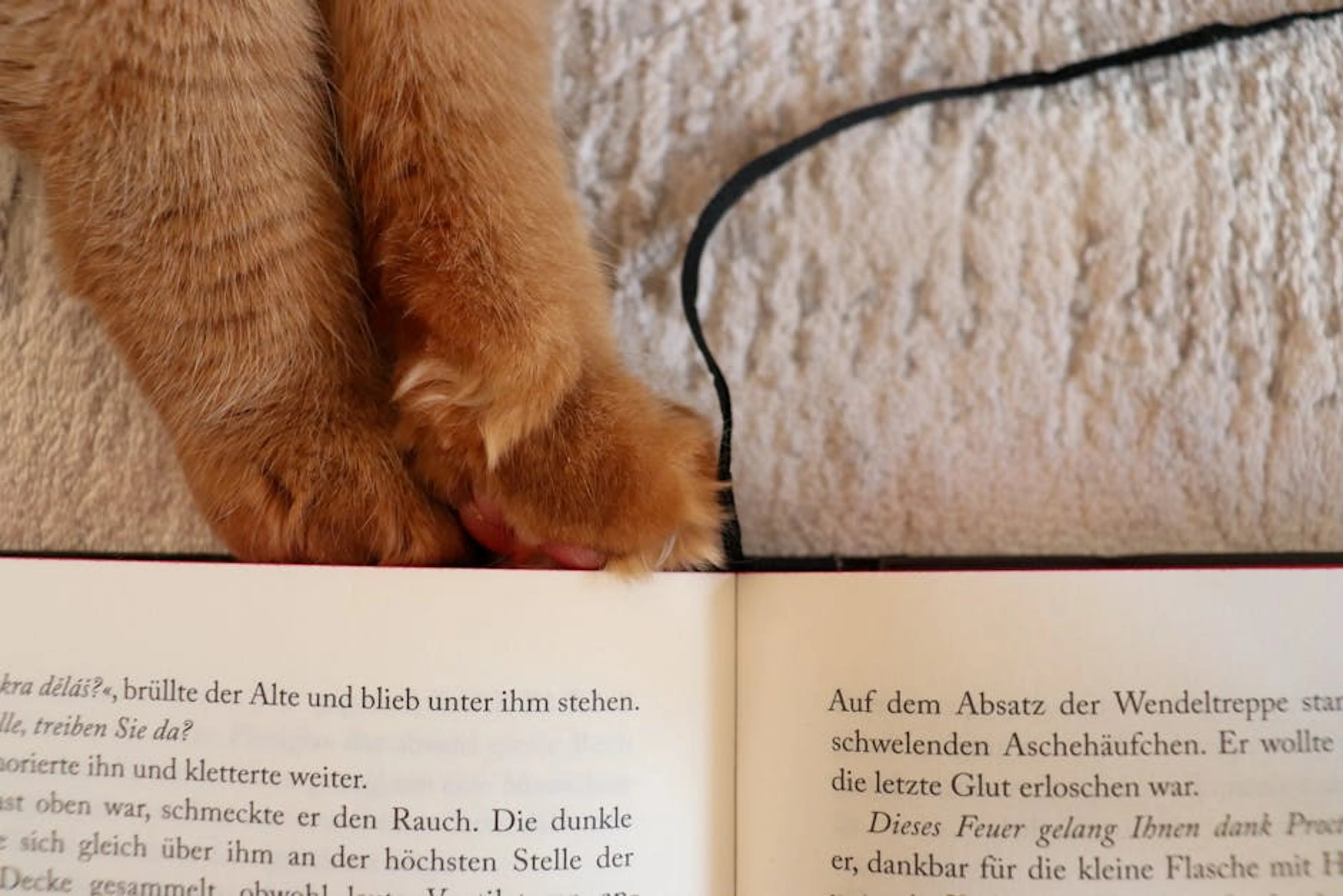 Cute cat paws on a German book, cozy reading vibe. A cat's tail held high and straight, indicating happiness and confidence.