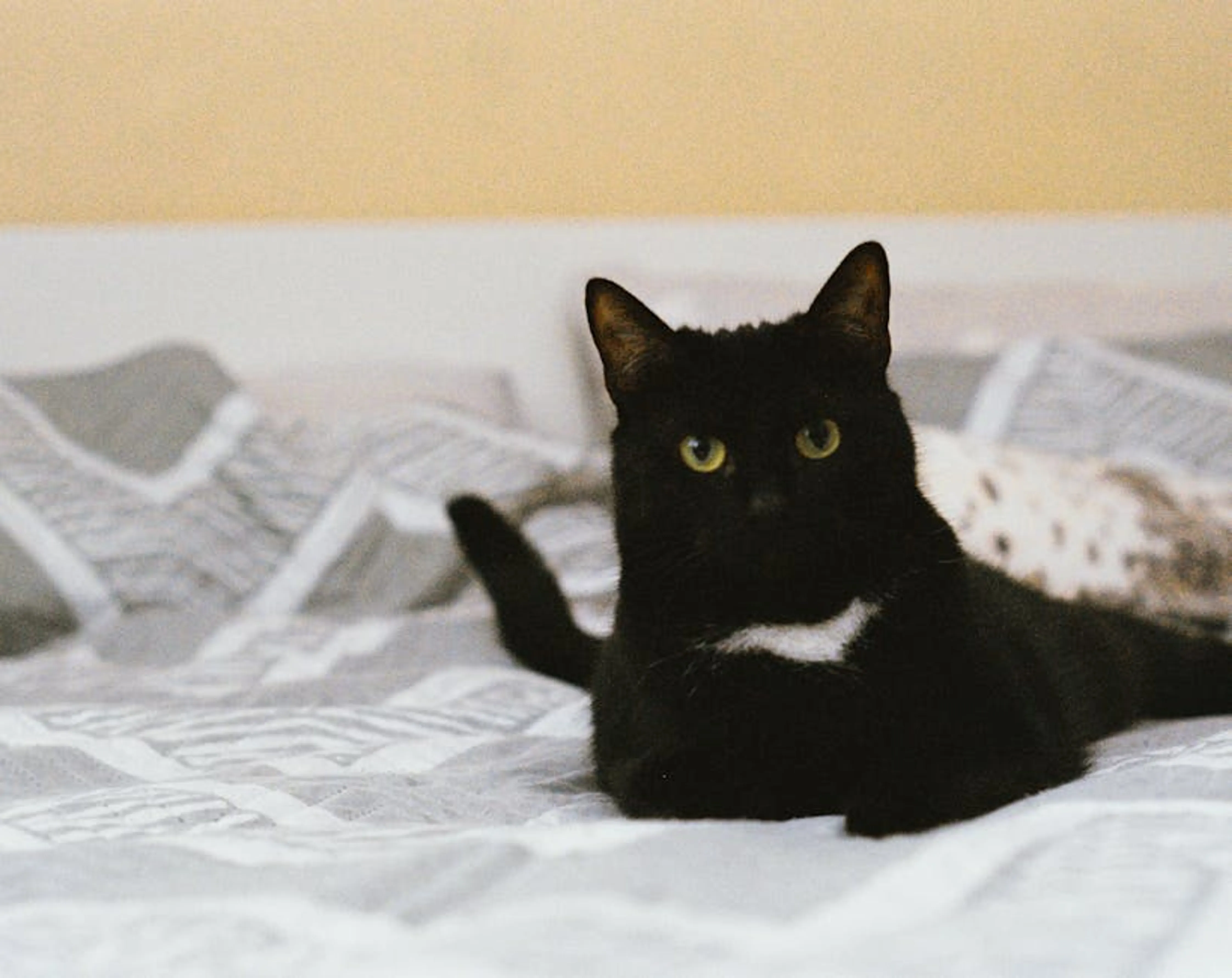 Charming black cat with green eyes reclines on a patterned bed, indoors. A cat kneading a soft blanket with its paws, showing contentment.