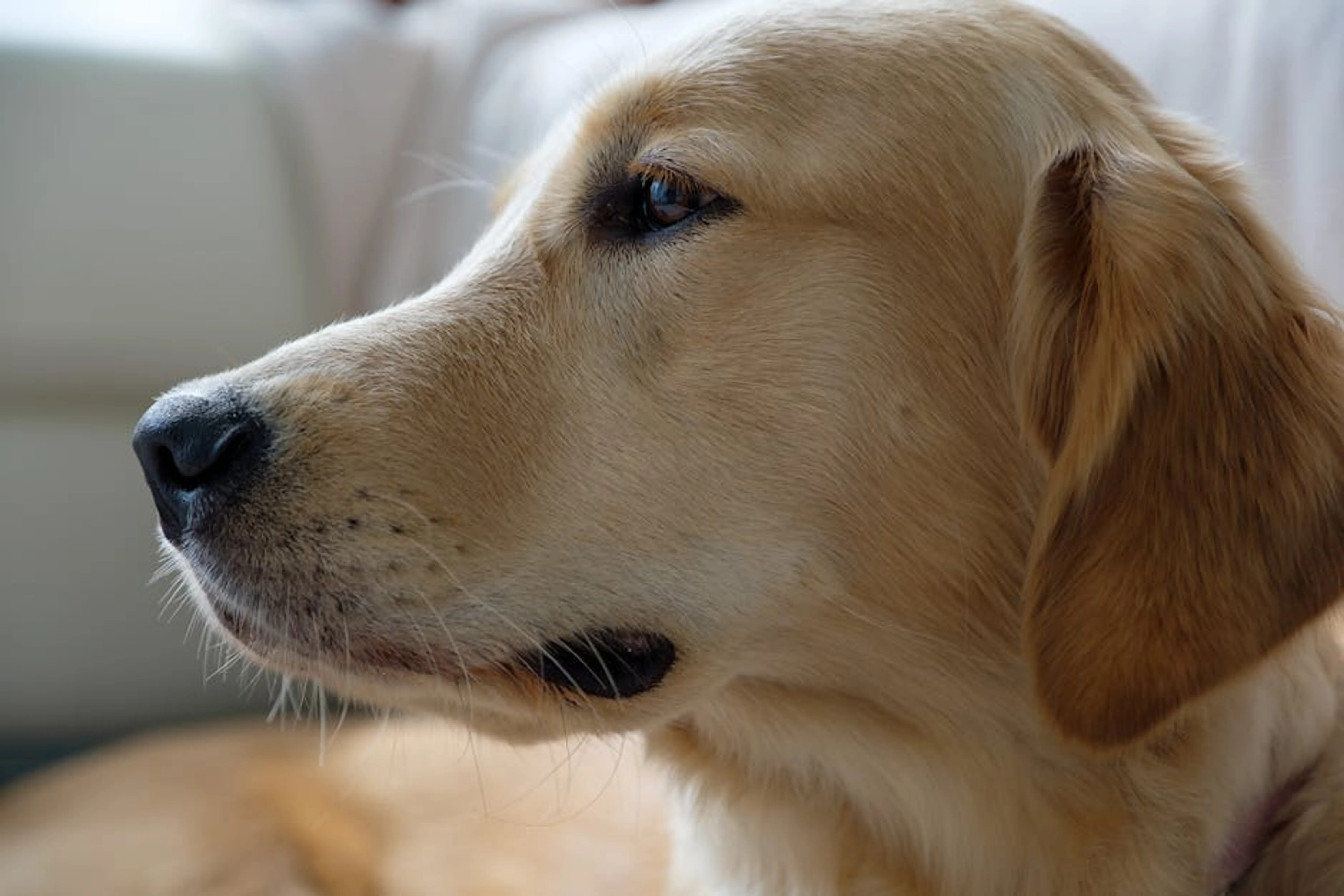 A thoughtful Labrador Retriever profile, highlighting its loyal and gentle demeanor. A Labrador Retriever being brushed, showcasing its short coat, and a Golden Retriever being groomed, highlighting its longer fur.