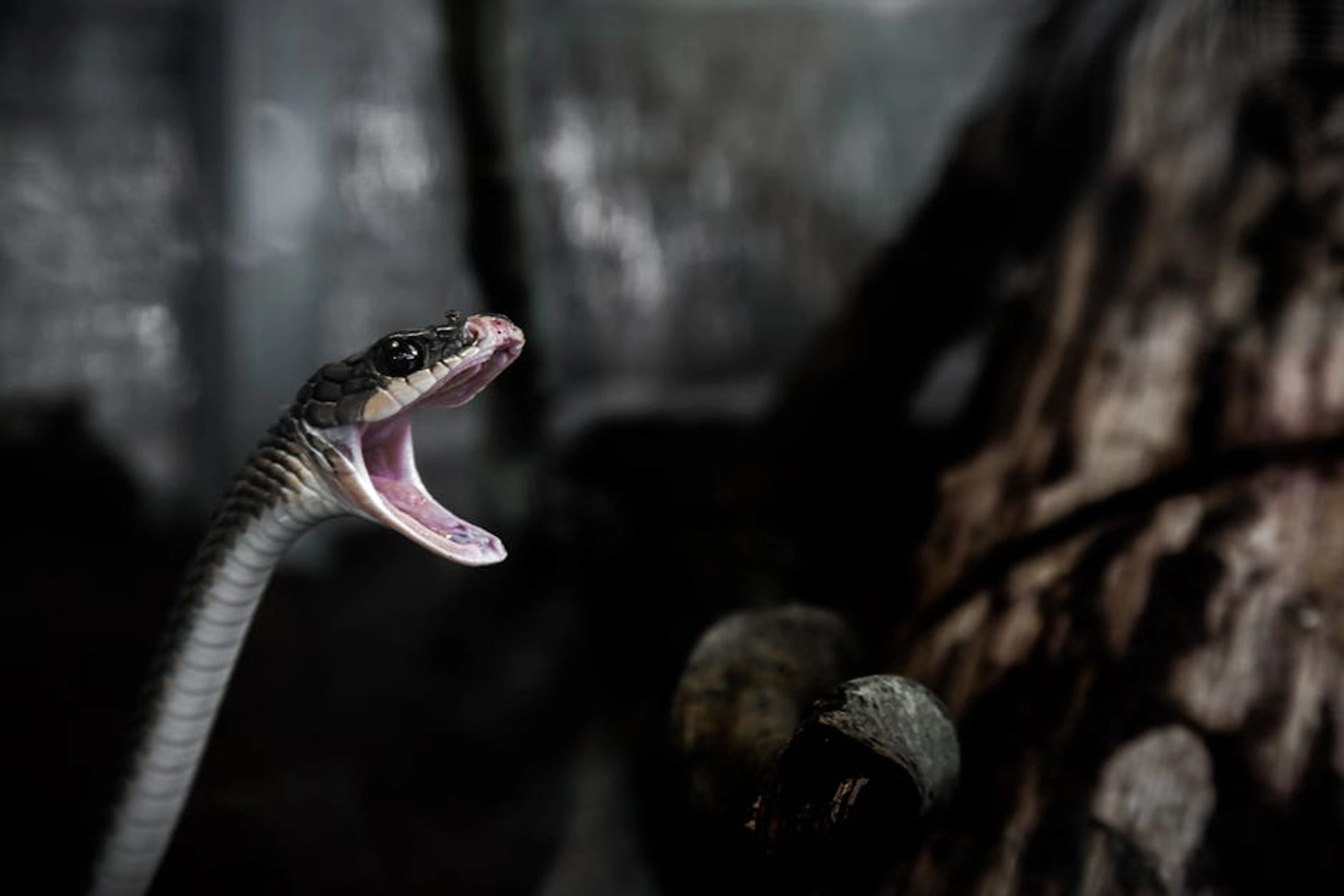 Dramatic close-up of a snake with open mouth in a dark, forest-like setting. Cars driving too close and speeding, illustrating aggressive driving