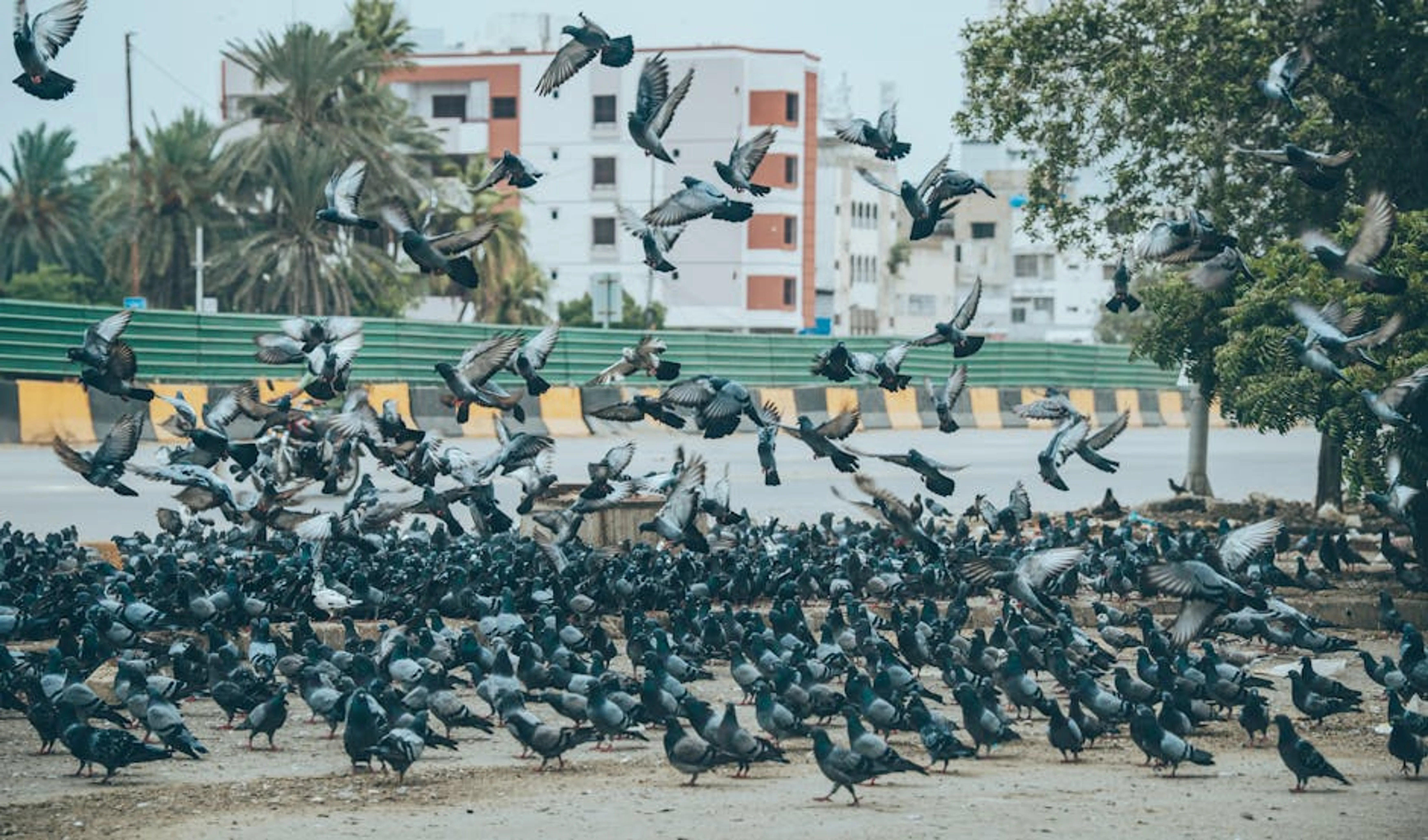 A large flock of pigeons suddenly takes flight in a busy urban park setting. A parent looking stressed while children are running around in a messy living room during morning rush