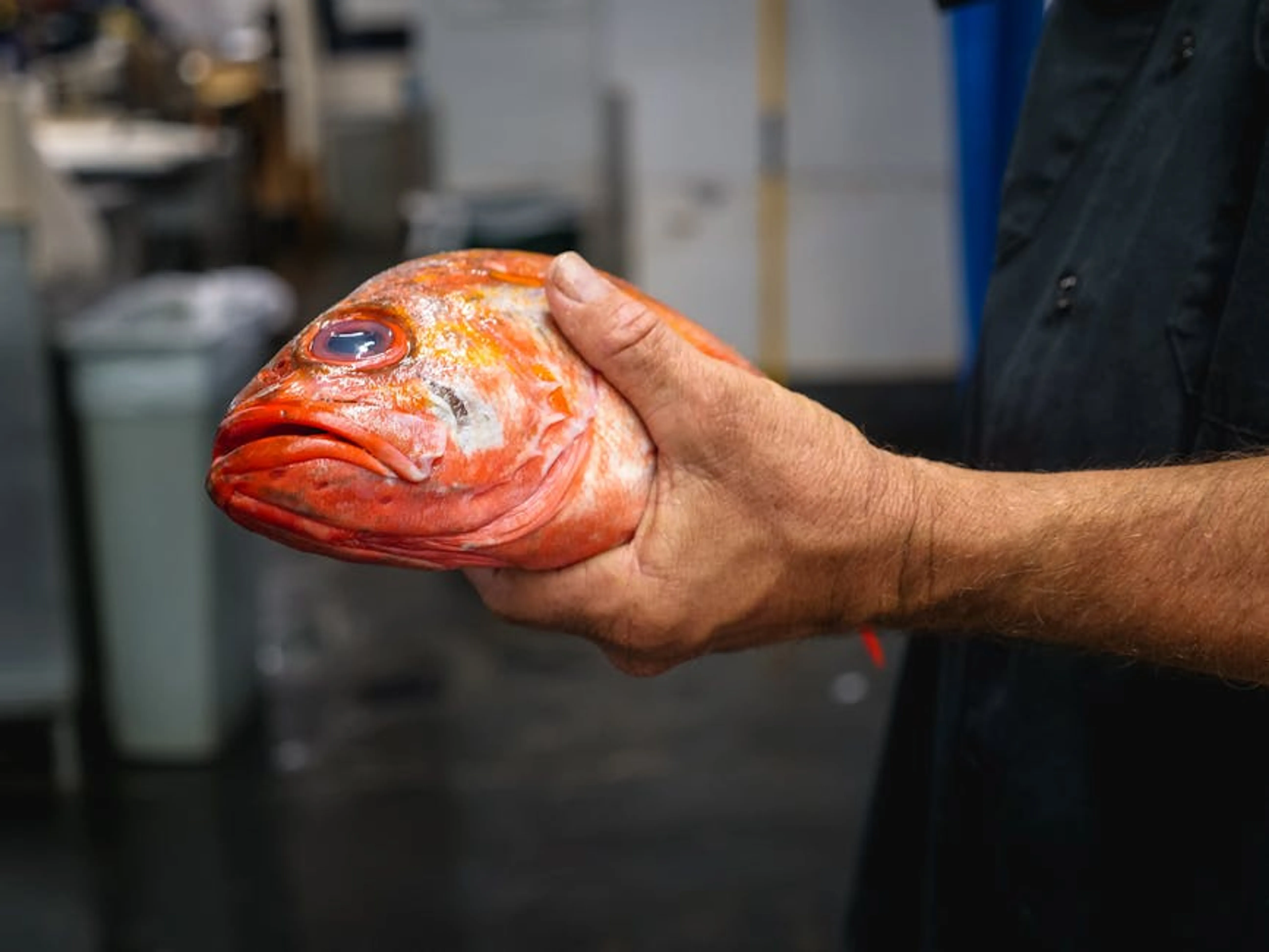 A chef holding a vibrant red fish head in a kitchen setting, showcasing fresh seafood preparation. A solo traveler looking lost and confused in a busy foreign street