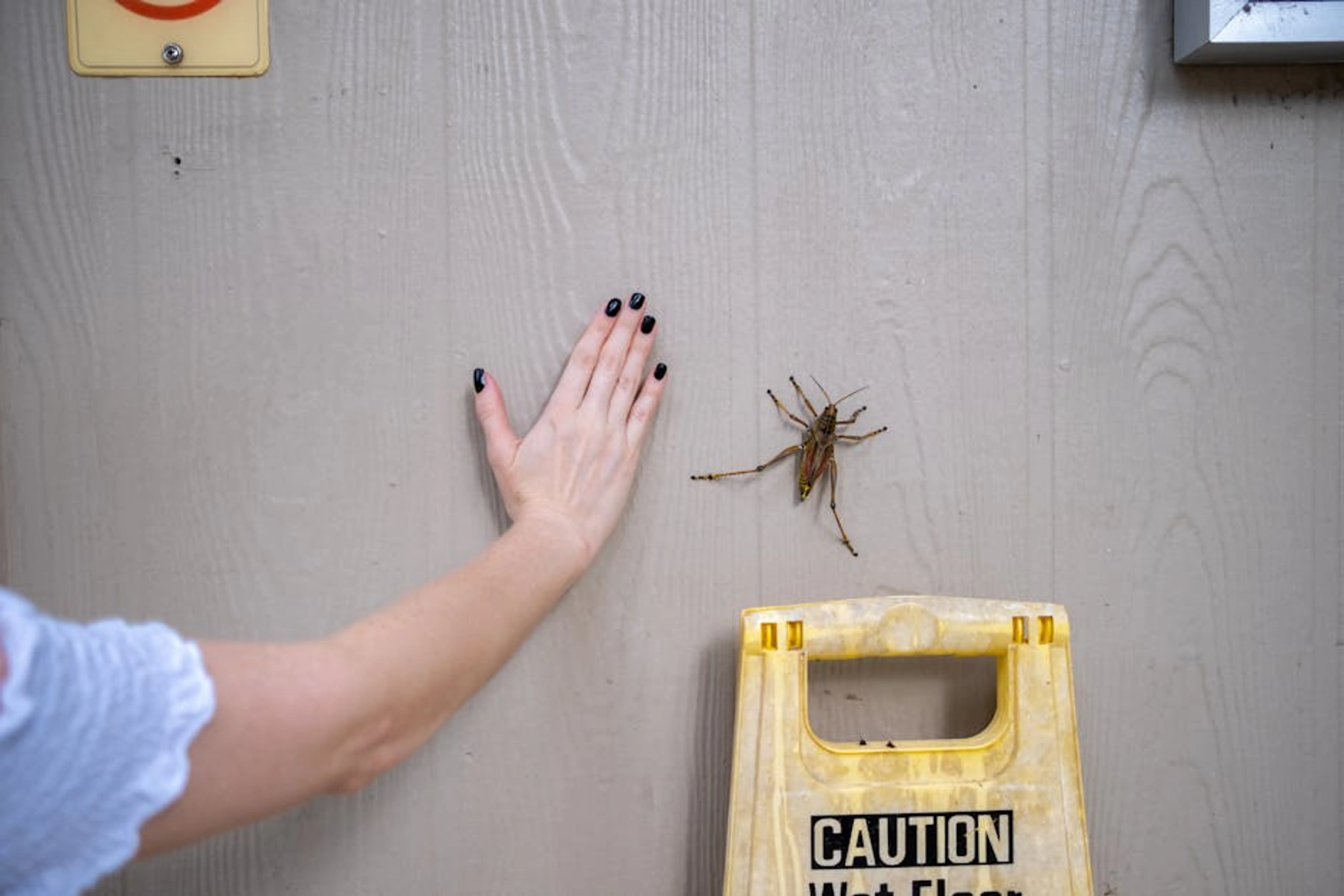 A large insect on a wall beside a human hand and a caution sign. A split image showing a chaotic, unsafe travel scene on one side and a calm, secure travel scene on the other