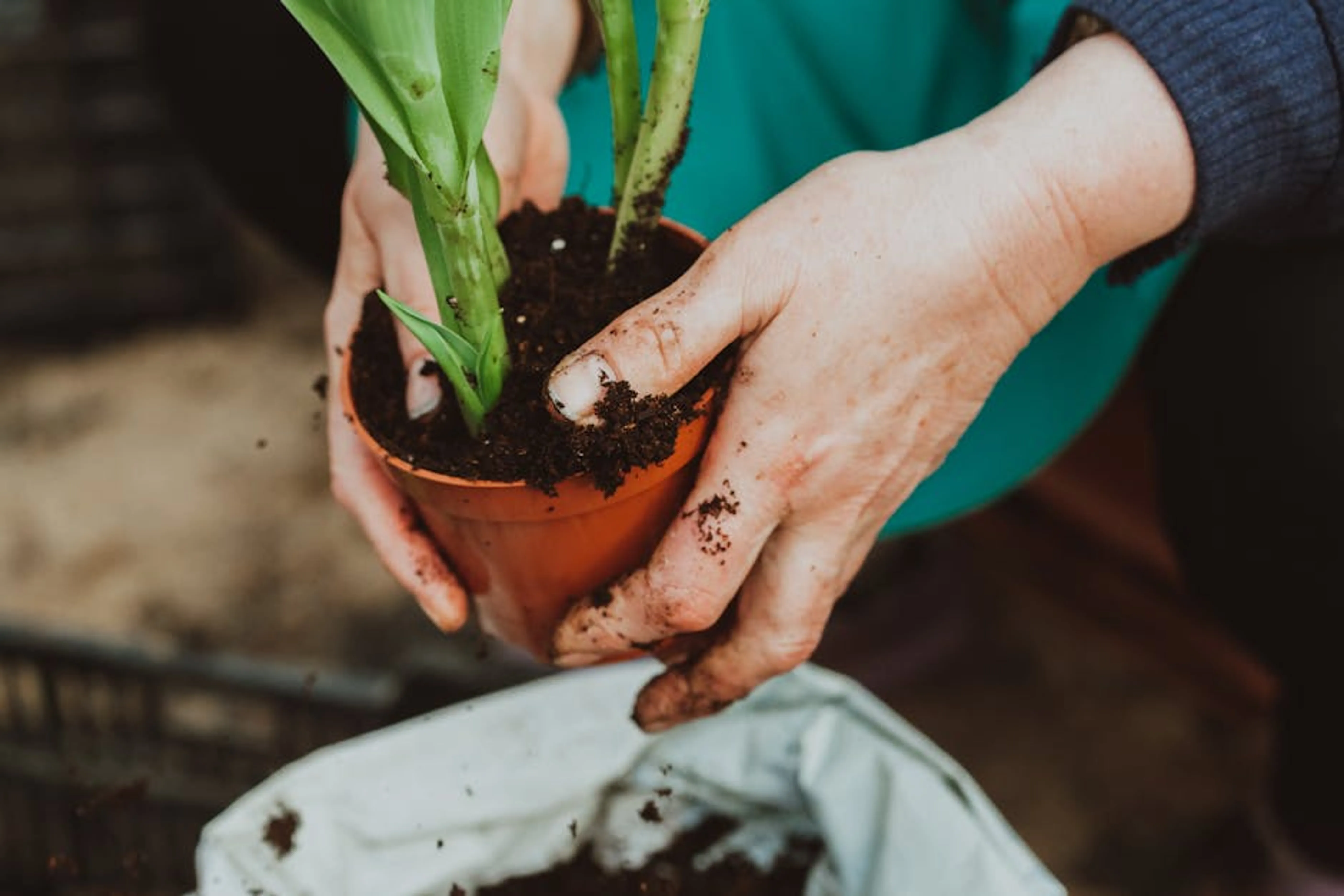 From above crop anonymous gardener in apron growing green plant in pots in garden Rich, dark, crumbly garden soil indicating good health and organic matter.