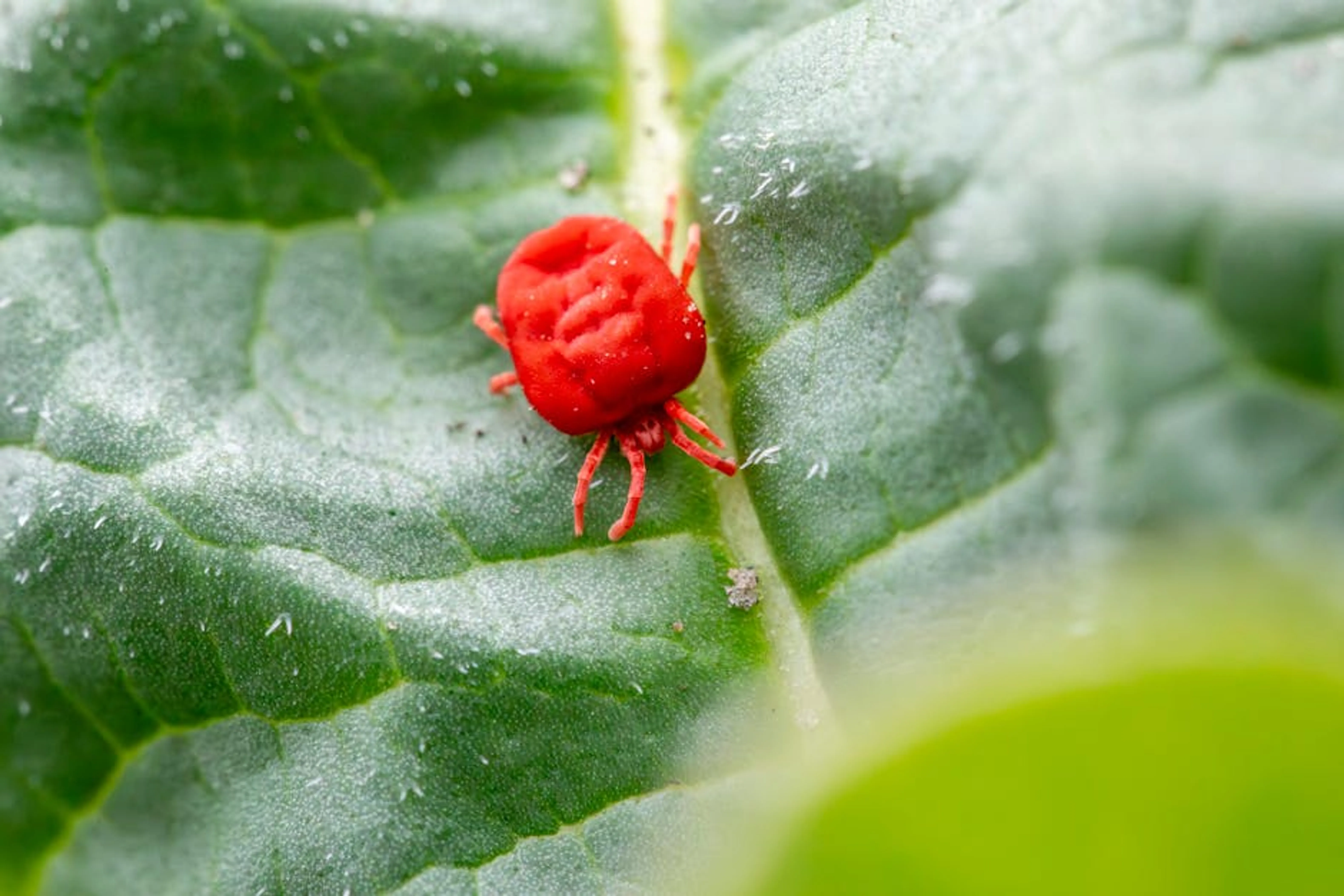 Detailed close-up of a red clover mite on a green leaf, showcasing nature's tiny wonders. A tomato hornworm on a tomato plant leaf, a common garden pest.